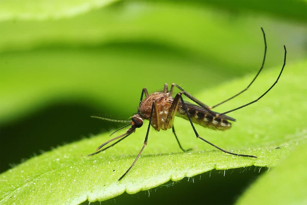 Mosquito on Leaf